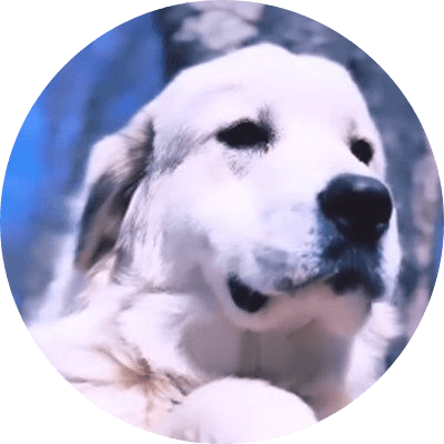 Pnut's Dog logo