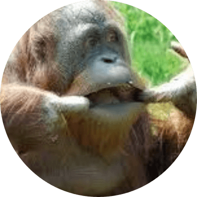 POINTING ORANGUTAN logo
