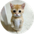 PUCHI