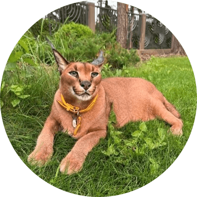 Pumba the wild cat logo