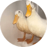 Quaks