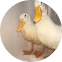 Quaks