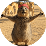 Quokka