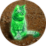 Ray Cat