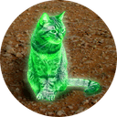 Ray Cat