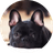 Remus