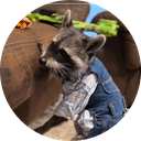 rocket the raccoon 