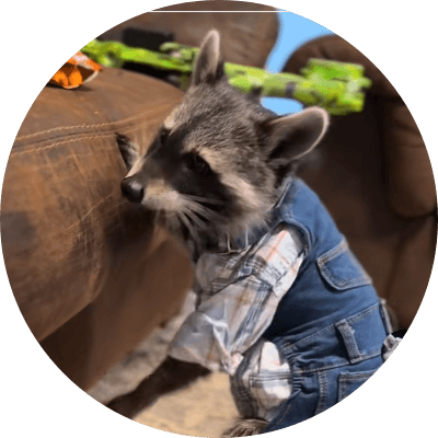 rocket the raccoon  logo