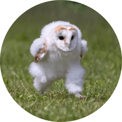 Running Barn Owl logo