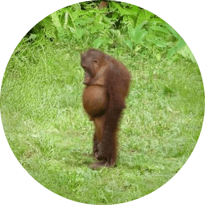 Sad Ape logo