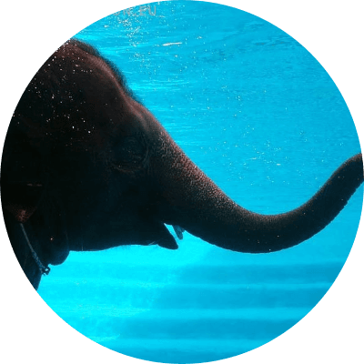 San Dow the Swimming Elephant logo