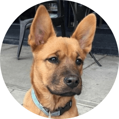 Scooby Doo logo