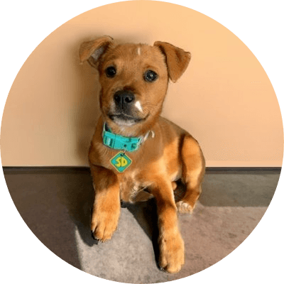 Scrappy Doo  logo