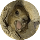 Screaming Hyrax
