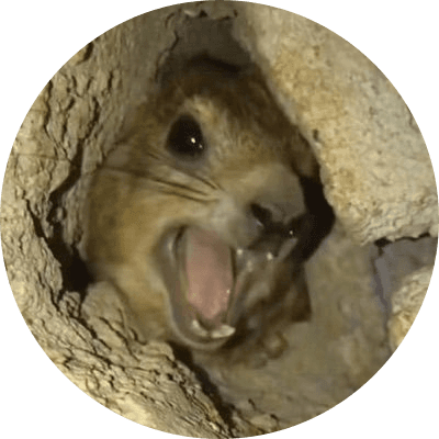 Screaming Hyrax logo