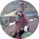 SHAMAN DOG