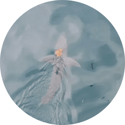 sharkwifoctopus logo
