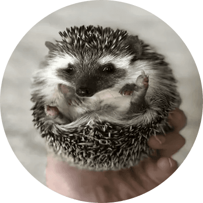 Shivon's Hedgehog logo