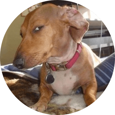 Side Eye Dog logo