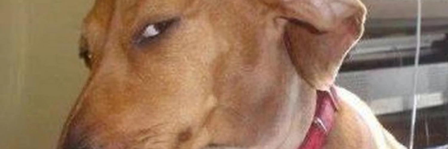 Side Eye Dog banner