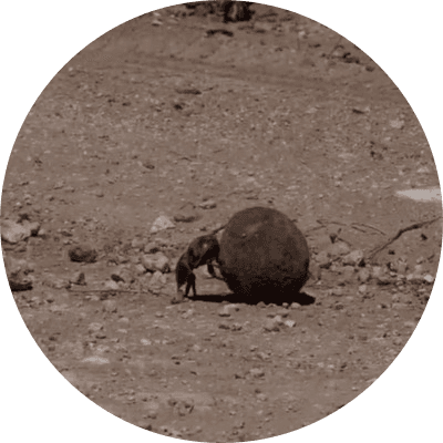 Sisyphean Beetle logo