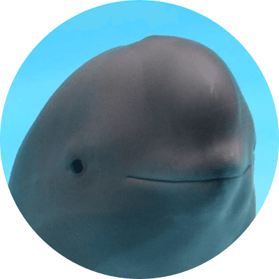 smiling dolphin logo