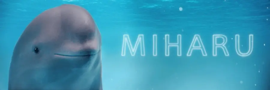 smiling dolphin banner