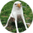 SED