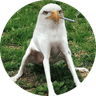 smoking eagle dog