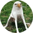 smoking eagle dog