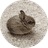 BUN