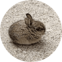 smol bun