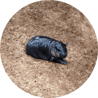 smol deng logo