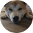 SOLO