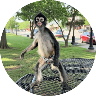 Spider Monkey logo