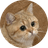 Starecat