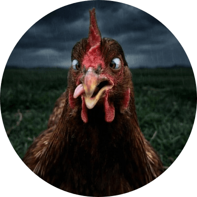 Stupid Chicken logo