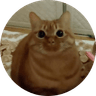 stupid orange cat