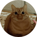 stupid orange cat