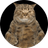 Tabby