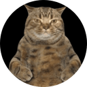 Tabby the cat
