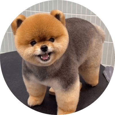 TED logo