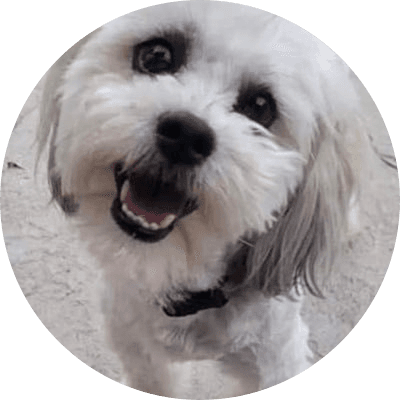 Teddy The Blind Dog  logo