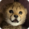 The Baby Cheetah
