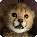 The Baby Cheetah