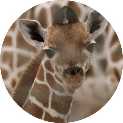 the baby giraffe logo