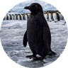 The Black Penguin