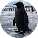 The Black Penguin