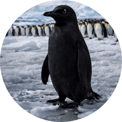 The Black Penguin logo
