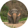 The Chubby Elephant